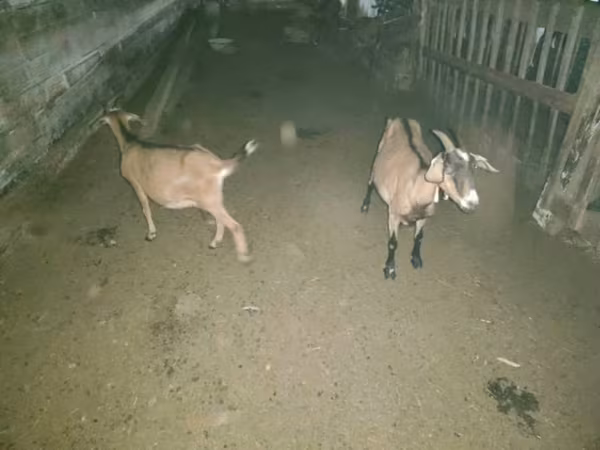 Goat, Goats