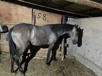 Madyan, Thoroughbred horse — foto 2