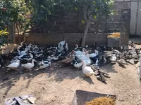 Ducks — foto 4