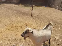 Keçi, Saanen goat — foto 2