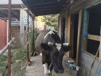 Vaca, Raza Holstein — foto 3