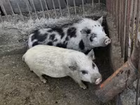 नर सूअर — फ़ोटो 2