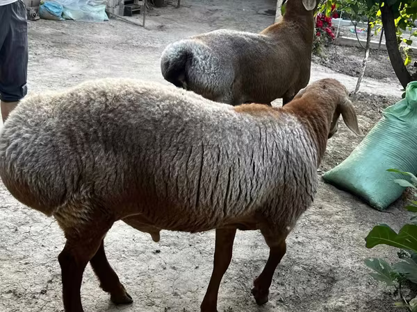Sheep (batch, sex not specified), Sheep