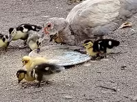 Ducks — 照片 4