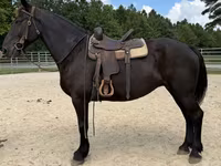 Madyan, Percheron — foto 4