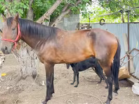 At, Thoroughbred horse — foto 1