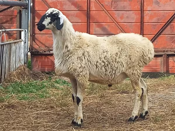 मेढ़ा, Hissar sheep