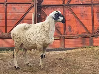 Ram, Hissar sheep — photo 2