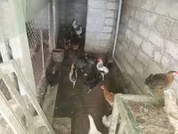 Chickens — photo 3