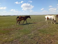 Yegua, Kinsky horse — foto 1