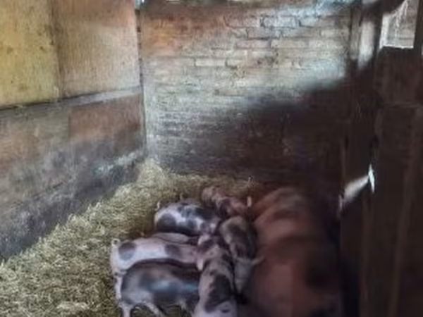 Knur, Пьетрен