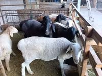 نعجة, Rhon sheep — الصورة 5
