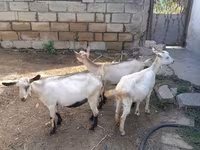 Goat, Saanen goat — photo 1