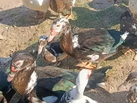 Ducks — foto 1
