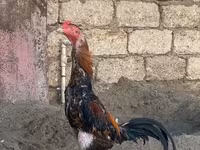 Chickens — foto 4