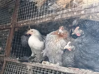 Chickens — foto 6