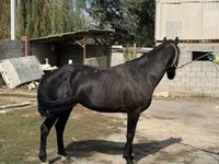 حصان, الخيول — الصورة 3
