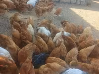 Chickens — الصورة 2