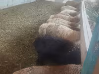 Oveja, Ovejas — foto 6