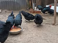 Australorp — foto 5