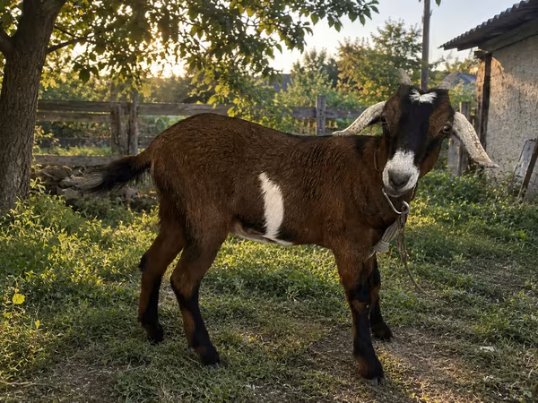 Goat, Nubian Goat
