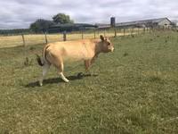 İnək, Partenaise cattle — foto 3