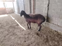 Qoyunlar (partiya, cinsi göstərilməyib), Blackheaded Persian sheep — foto 2