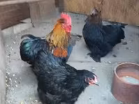 Chickens — 1-rasm