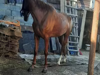 母马, Horses — 照片 2