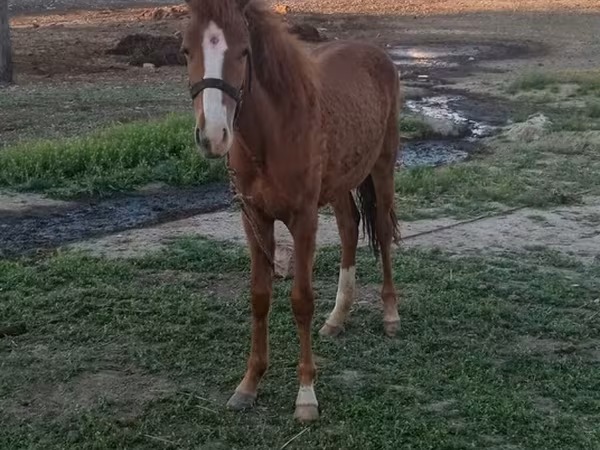 At, Azerbaijan horse — Azərbaycan