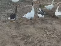 Geese — photo 6