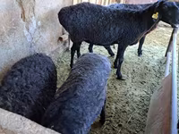 Ram, Sheep — photo 2