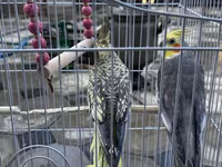Nimfa (Cockatiel) cütlüyü və qəfəs dəsti - Növ: Nimfa tutuquşusu — Foto 2