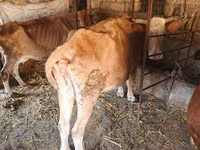 İnək, Vəhşi jak — foto 5