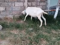 Goat, Saanen goat — photo 1