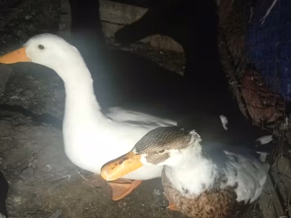 American Pekin — Azerbaijan