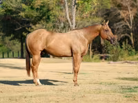 Cavalo, Quarter Horse — foto 3