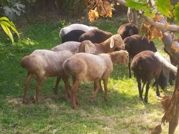 Sheep (batch, sex not specified), Arashan sheep