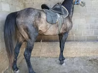 Koń, Arabian horse — zdjęcie 4