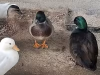 Ducks — फ़ोटो 1