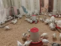 Chickens — 照片 1