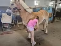 Aygʻir, Haflinger — 7-rasm