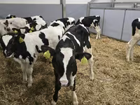公牛, Russian Black pied cattle — 照片 4