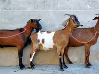 Goat, Nubian Goat — photo 3