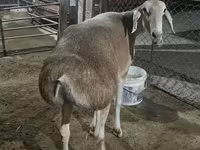 Qoyun, Afghan Arabi sheep — foto 1
