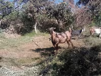 ماعز (دفعة، الجنس غير محدد), Beetal goats — الصورة 2