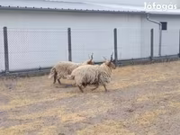Carneiro, German Grey Heath sheep — foto 2