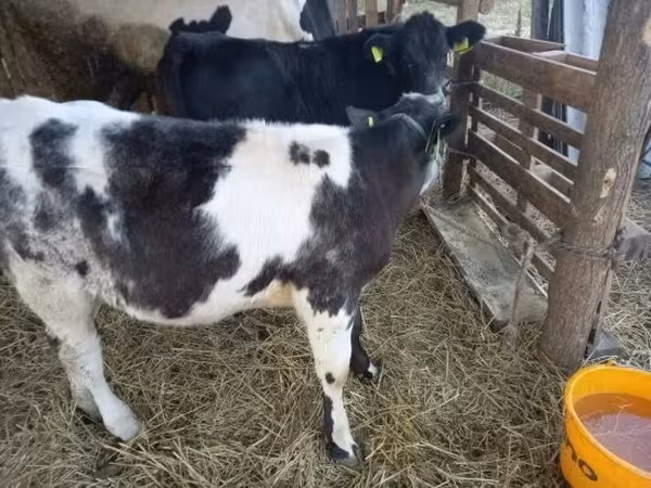 Bovinos (lote, sexo no especificado), Azul Belga