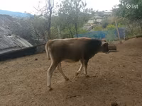 भेड़, भेड़ — फ़ोटो 3
