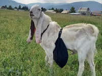 Taka, Gulabi goats — 4-rasm